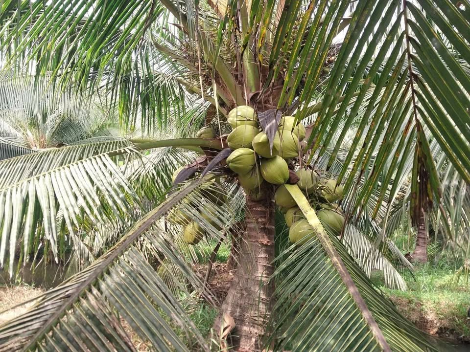 Đất vườn dừa 6049m² tại Thạnh Phú, Bến Tre - Giá chỉ 1.56 tỷ VND