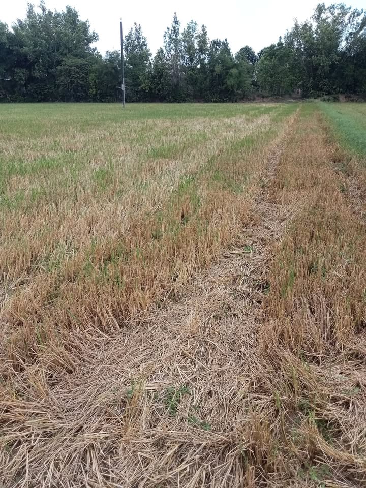 Farm 14 công tại ấp Nô Lựa B, Trà Vinh - Giá chỉ 10.5 tỷ VND