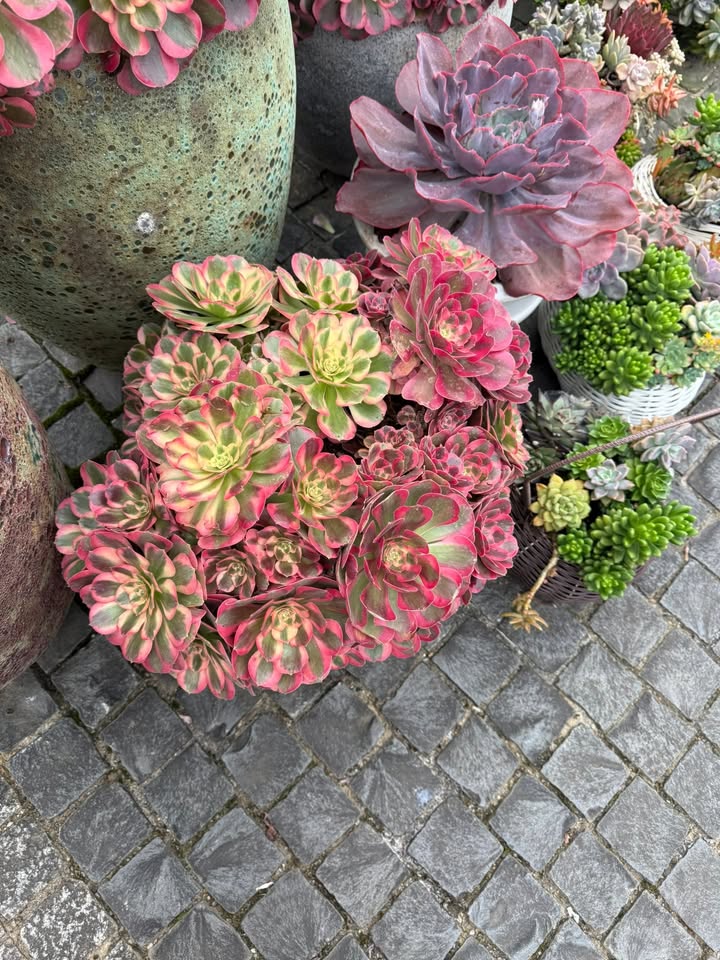 Đất nền khu đô thị Anh Sơn 140m² - Sổ hồng trao tay, vị trí đắc địa!