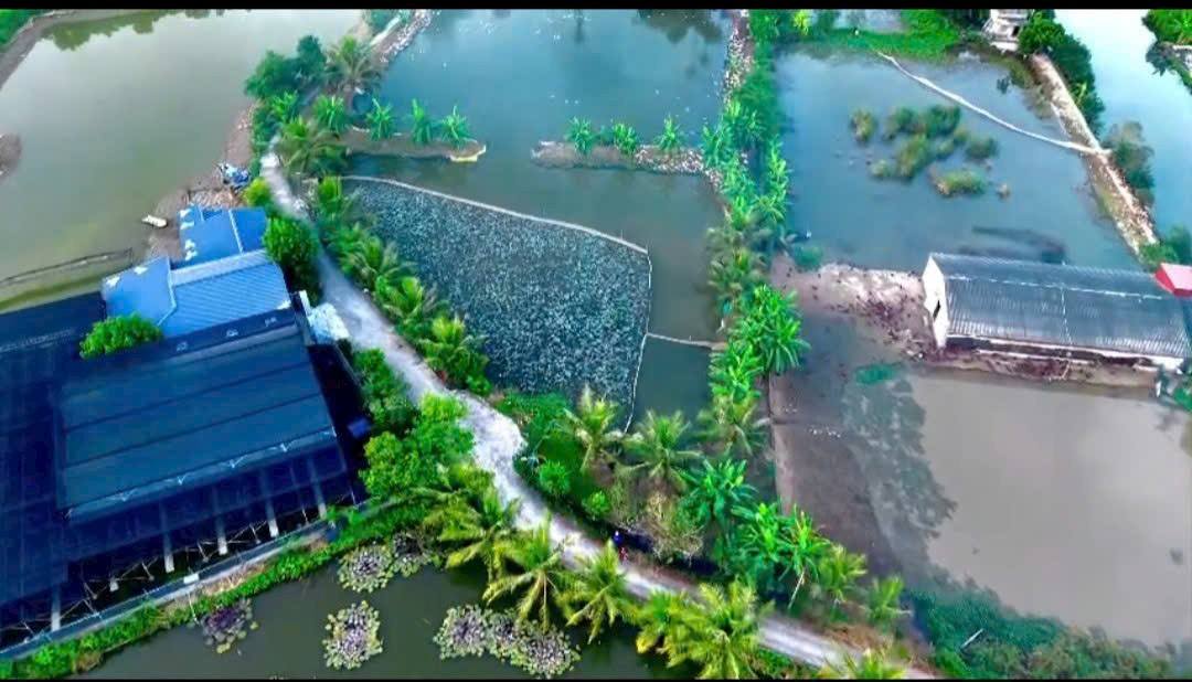 Nhà vườn trang trại Dương Kinh Hải Phòng 15.000m² giá 5.5 tỷ - Đường ô tô vào tận nơi!