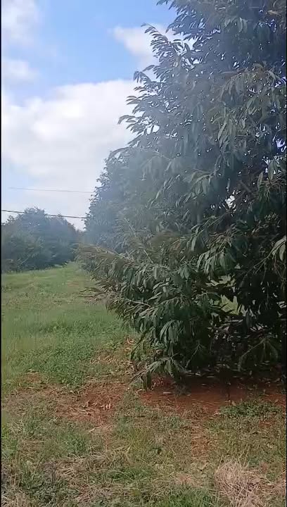 Đất nông nghiệp 1ha tại Xã Ea H'đinh, Huyện Cư M'gar - Giá 6.5 tỷ, đầu tư sinh lời!