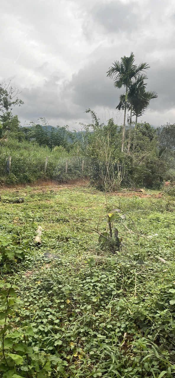 Lô đất mặt tiền Quốc lộ 14G, Huyện Đông Giang, 4000m² chỉ 1 tỷ - Đầu tư sinh lời ngay!