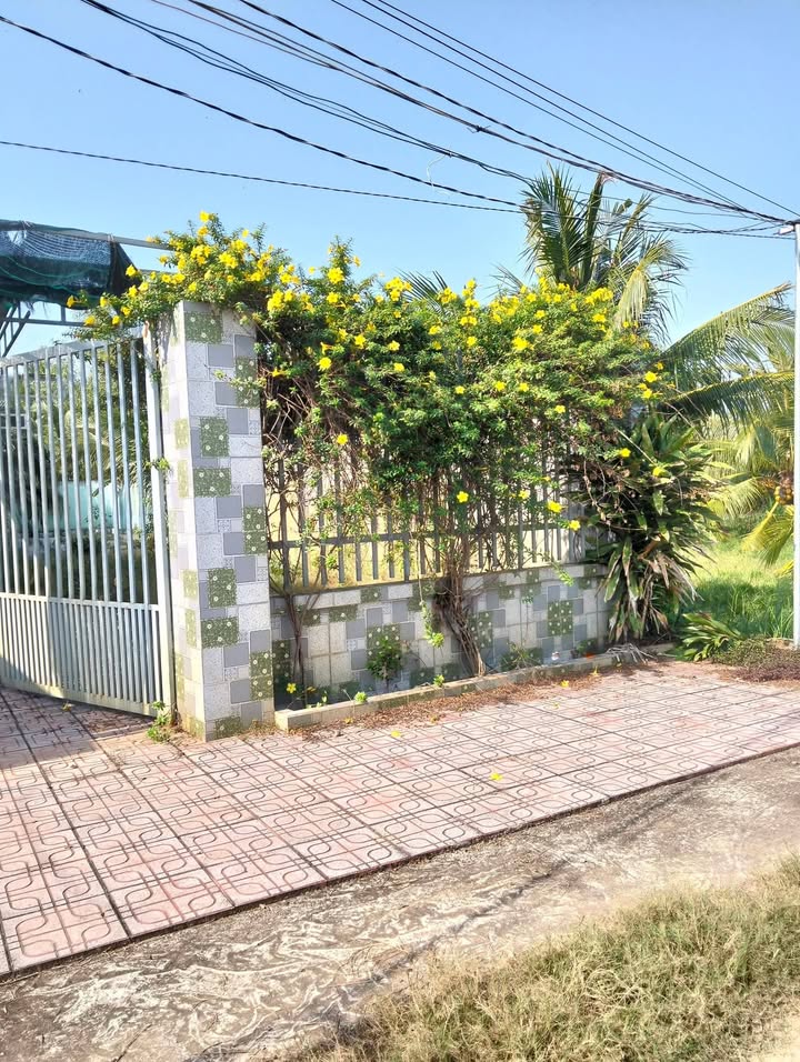 Đất nền xã Tân Thanh Giồng Trôm 375m² giá 300 triệu - Đường xe hoa Lam rộng rãi!