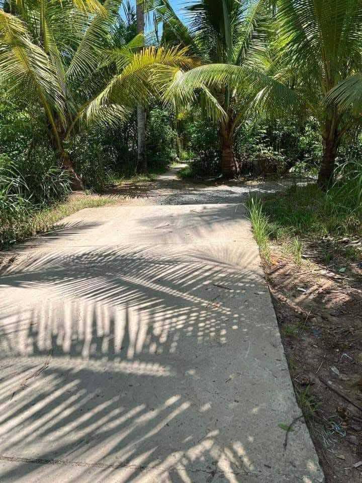 Đất vườn dừa 5.000m² tại Lương Phú, Bến Tre - Giá chỉ 350 triệu/công!