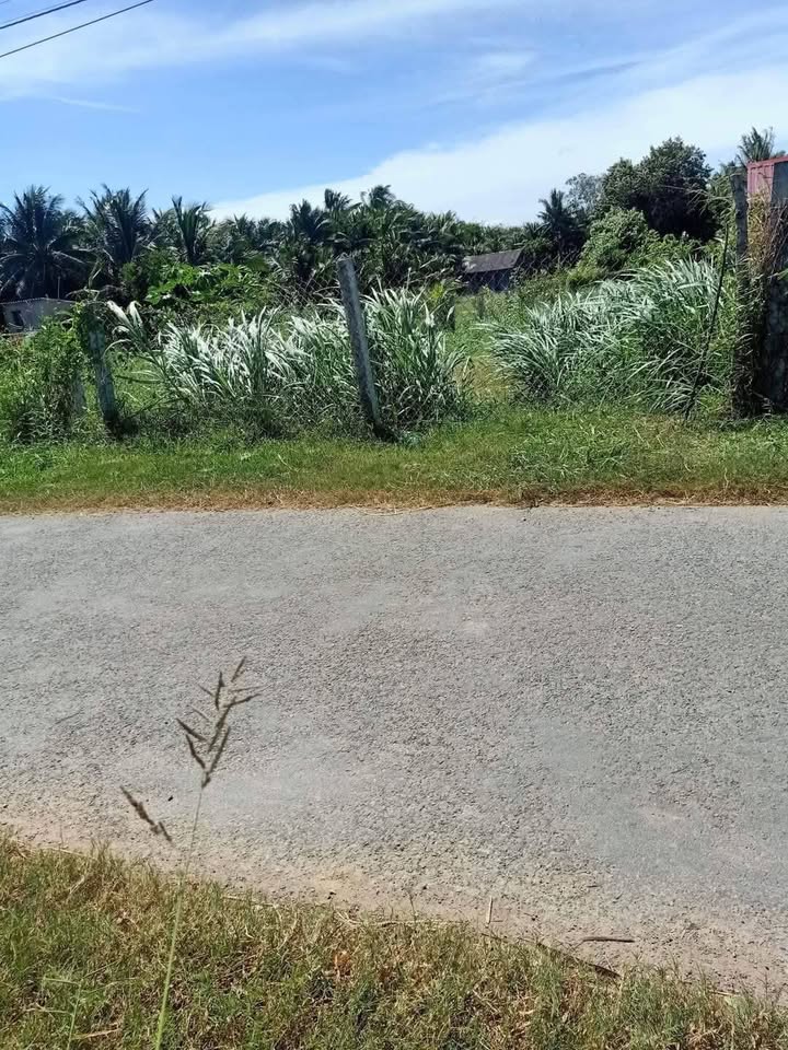 Đất thổ cư mặt tiền lộ nhựa Mỹ Chánh, Ba Tri 96m² giá 900 triệu - Đầu tư sinh lời ngay!