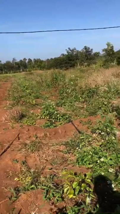 Farm 1.3ha tại Buôn Tar, Cư M'gar - Cà phê xen sầu riêng, giá đầu tư hấp dẫn!