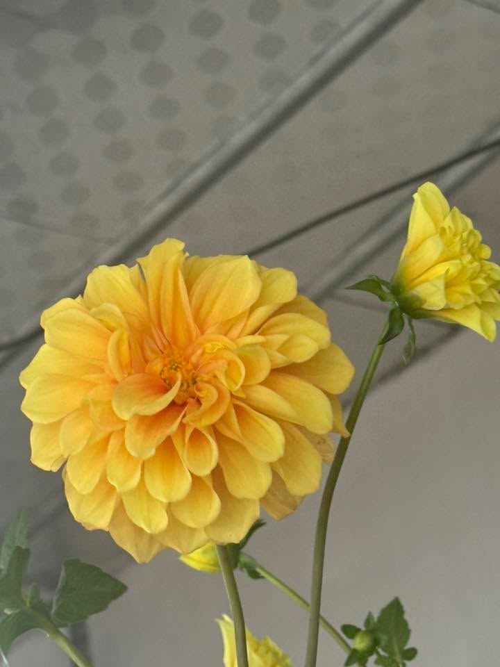 Đất thổ cư Thôn Riễu, Bắc Giang 99m² – 3 mặt tiền, xe 5 tấn vào tận nơi!