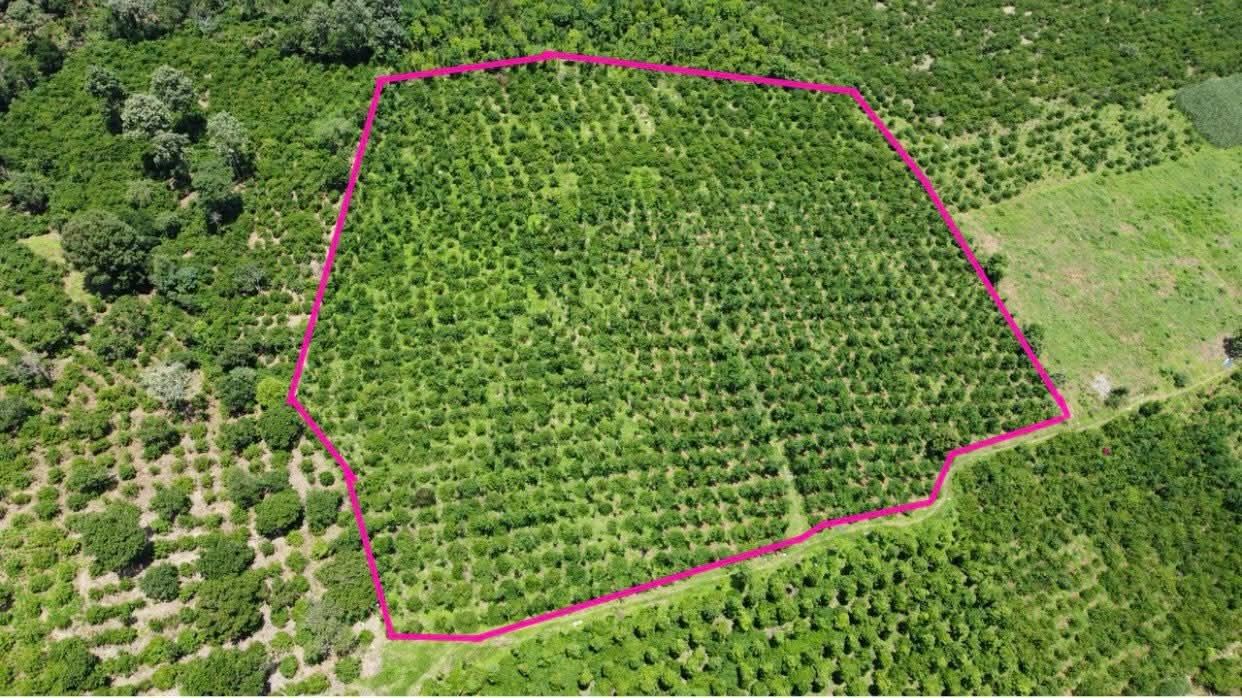 Lô rẫy 1,3ha Đắk Lắk giá 2,9 tỷ - Đất đẹp, sẵn sàng kinh doanh!