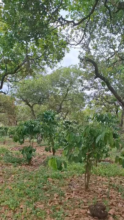 Đất 42000m² mặt tiền đường bê tông Huyện Thống Nhất giá 1.6 tỷ - Đầu tư sinh lời ngay!