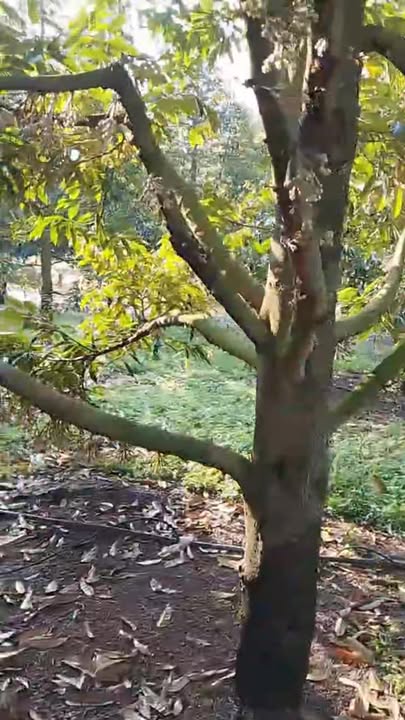 Farm 1,7ha tại xã Đăng Hà, huyện Bù Đăng, giá thỏa thuận - Đầu tư sinh lời bền vững!