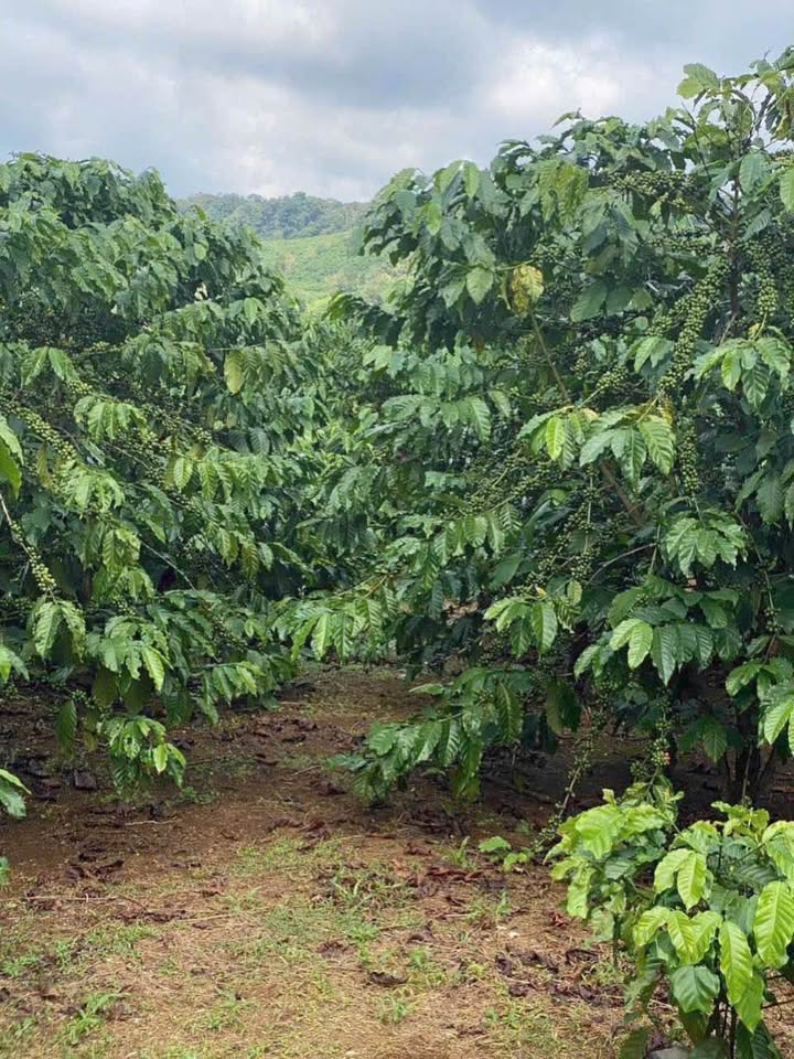 Đất nền Lộc Tân 4700m² giá 2.2 tỷ - Đường ô tô vào tận nơi!