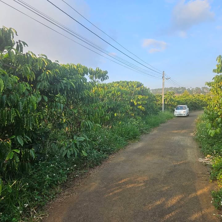 Đất nền Xã Bảo Lâm 1505m² giá 4.5 tỷ - Đầu tư sinh lời hấp dẫn!