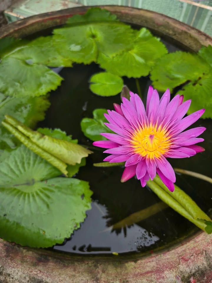 Đất nền Đá Bạc 175m² giá chỉ 500 triệu - Cơ hội vàng cho nhà đầu tư!