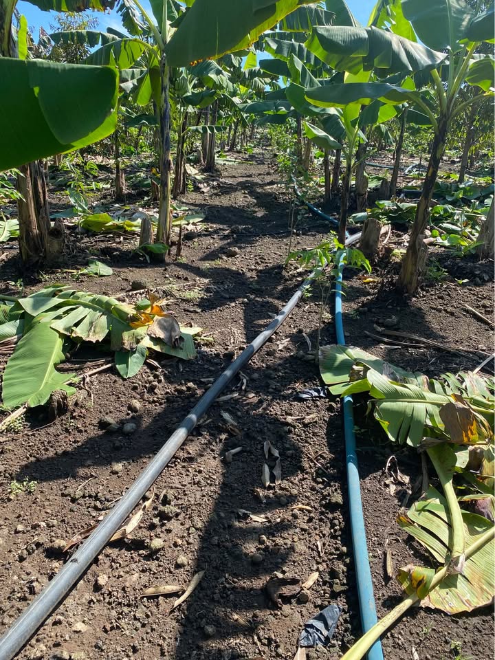 Farm 9000m² tại Thị trấn Tân Phú, Đồng Phú - Đất cao ráo, giá chỉ 7.2 tỷ!