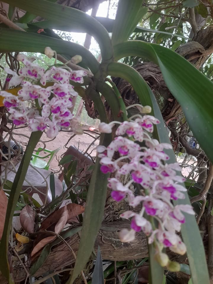 Đất nền Xuân Hòa 812m² giá 1 tỷ - Cơ hội đầu tư hấp dẫn!