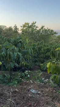 Đất Farm 5 Sào Cà Phê Thị Trấn Kiến Đức Giá 1 Tỷ - Mặt Bằng Đẹp, Giao Thông Thuận Lợi