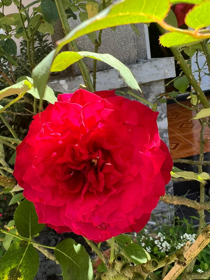 Nhà nguyên căn Chi Lăng, Lộc Sơn 1.5 triệu - Không gian sống an ninh, thoải mái!