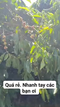 Đất nền xã Tân Hà, huyện Lâm Hà 10.360m² giá 3 tỷ - Đầu tư sinh lời hấp dẫn!