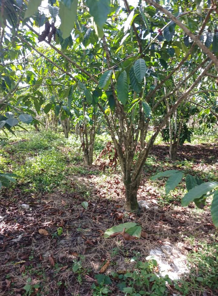 Đất nền 720m² tại thôn 6 Lộc Ngãi - Giá chỉ 760 triệu, thương lượng tốt!