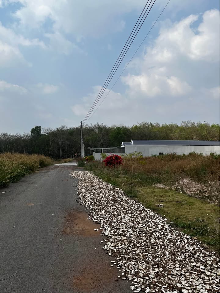 Bán đất nền 469m² xã An Linh, huyện Phú Giáo - Giá đầu tư chỉ 600 triệu!