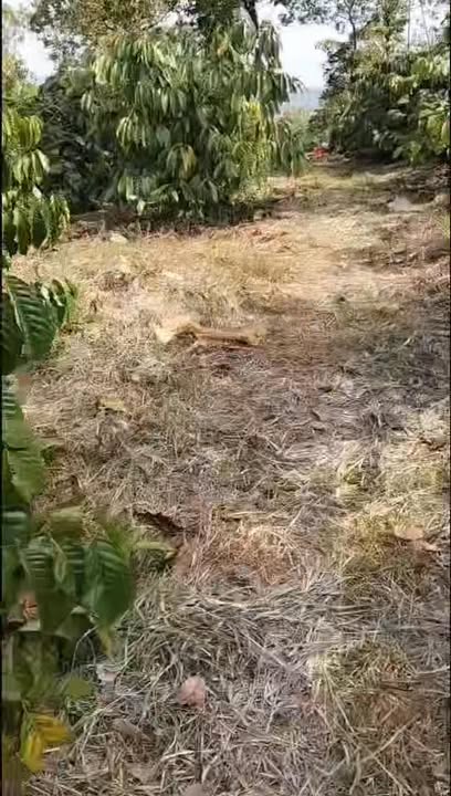 Farm 1.5ha tại thị trấn Kiến Đức, Đắk Nông giá 2.6 tỷ - Cơ hội đầu tư hấp dẫn!