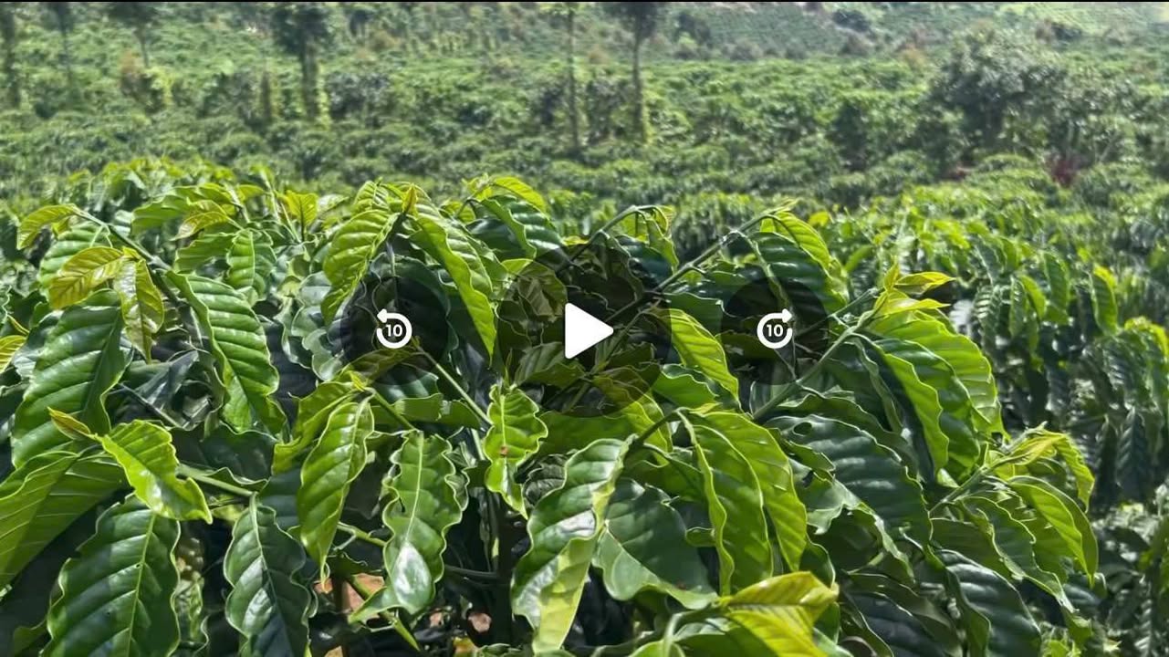 Đất nền 4,4 sào tại Đạ Đờn, Lâm Hà - Giá chỉ 2 tỷ, sổ hồng chính chủ!