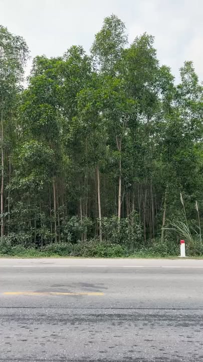 Đất nền 8000m² tại Nghĩa Hội, Nghĩa Đàn - Sổ đỏ chính chủ, giá thỏa thuận!