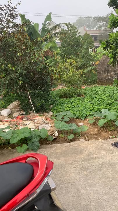 Đất thổ cư Đông Sơn Rừng Thông 100m² giá chỉ 700 triệu - Cơ hội vàng đầu tư!