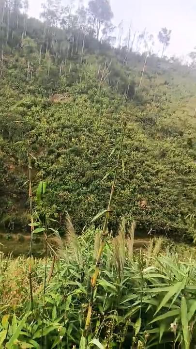 Đất nền 10.000m² tại Đam Rông, Lâm Đồng giá 350 triệu - Cơ hội đầu tư hấp dẫn!