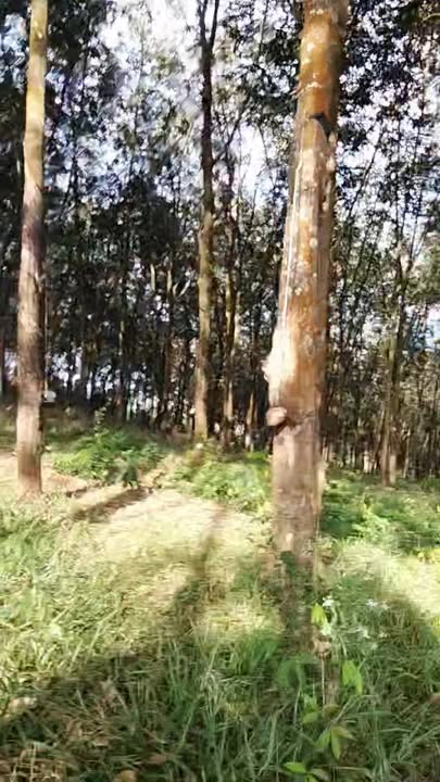 Đất Farm 3ha mặt tiền Bê Tông tại Đức Liễu, Bù Đăng - Cơ hội đầu tư tuyệt vời!