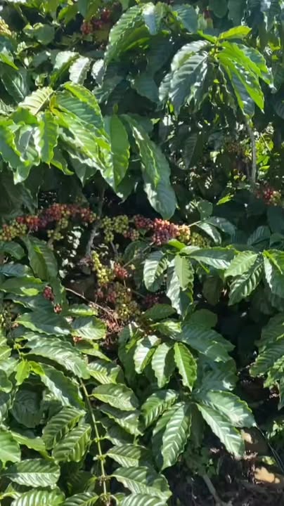 Đất nền 1ha tại Tân Hà, Lâm Hà giá 3 tỷ - Mặt tiền đường bê tông 100m