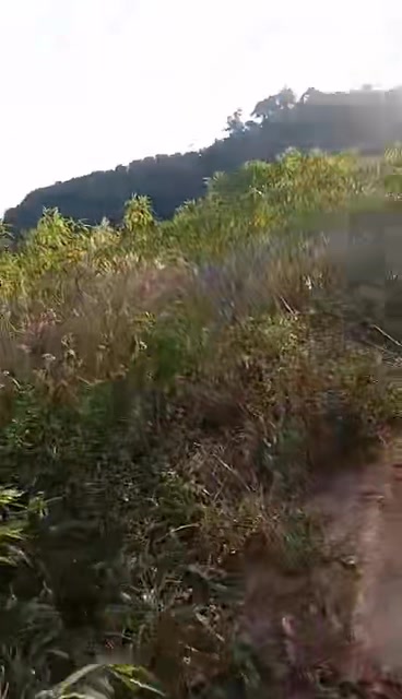 Đất nông nghiệp 8 hecta tại Phước Bình - Giá chỉ 1,2 tỷ, chính chủ bán gấp!