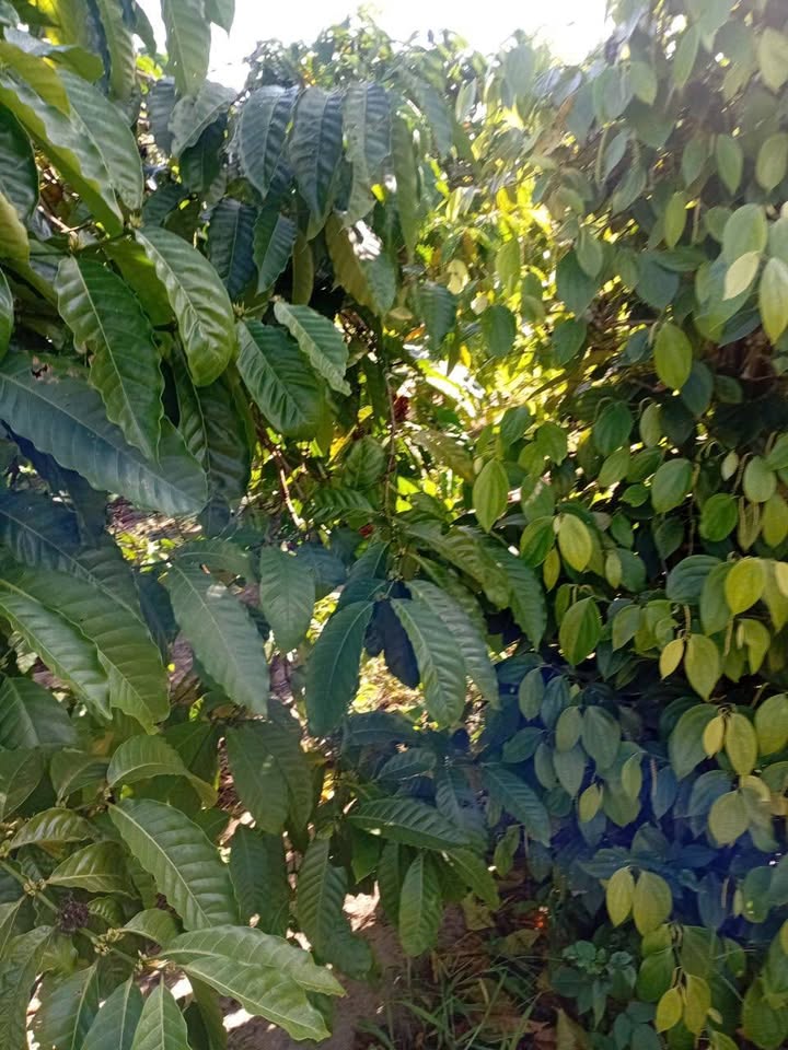 Lô rẫy Ea Sol 10.000m² giá 1.2 tỷ - Đầu tư sinh lời tuyệt vời!