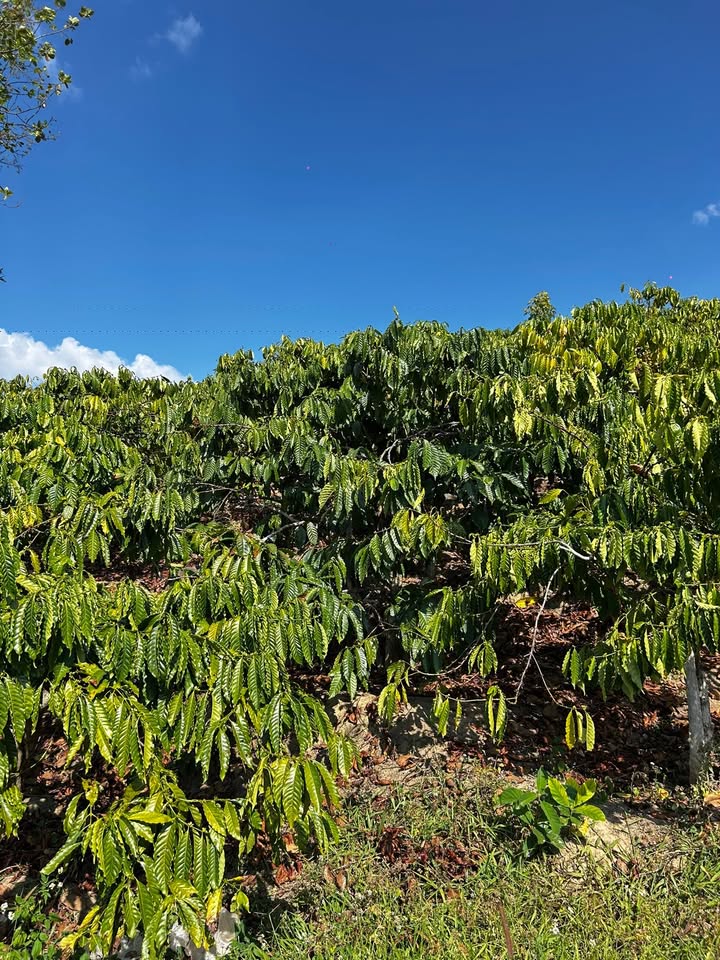 Đất Rẫy Đắk Hà Kon Tum 90.000m² giá 1 tỷ - Cơ hội đầu tư hấp dẫn!