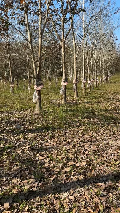 Farm 1.6ha tại Xã Ya Xiêr, Huyện Sa Thầy - Đất cạo cao su giá tốt chỉ 1.25 tỷ!