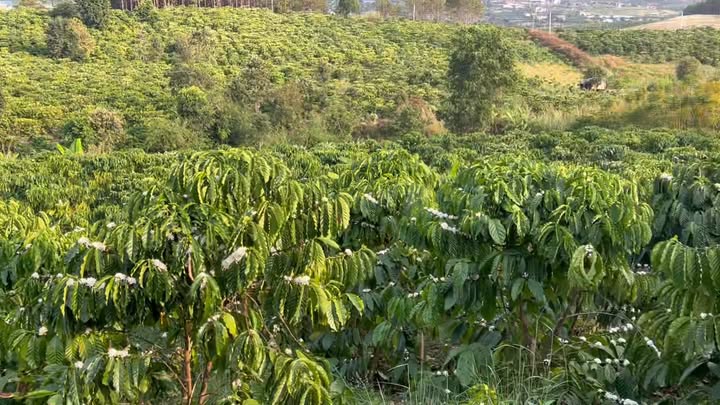 Đất nông nghiệp 8.000m² tại N’thonha, Lâm Đồng giá chỉ 2.4 tỷ - Cơ hội đầu tư vàng!