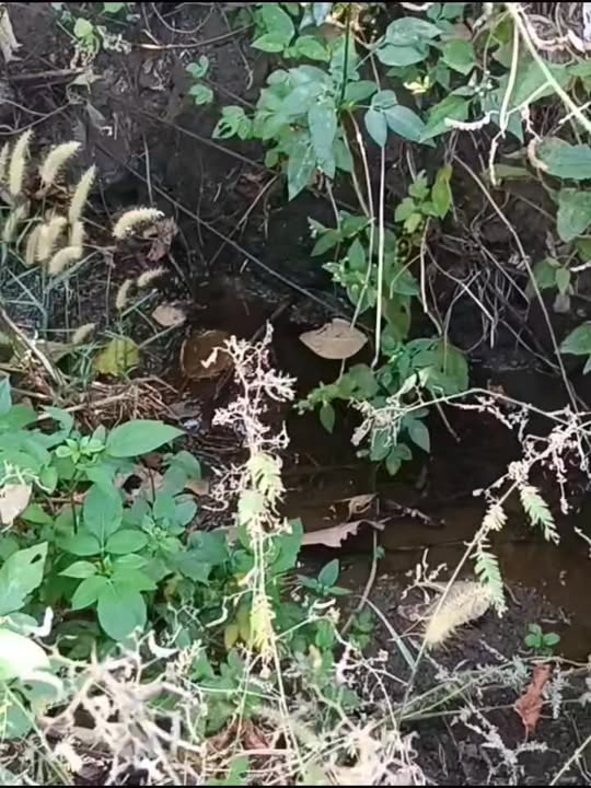 Đất nền 2,7Ha Cư Pơng - Giá 820 triệu - Đầu tư sinh lời ngay!