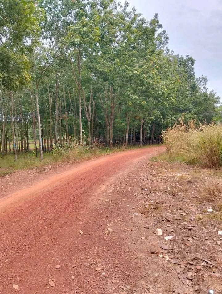 Đất nền KP Tiến Thành 4, Thị Xã Phước Long 300m² giá 1.3 tỷ - Cơ hội đầu tư hấp dẫn!