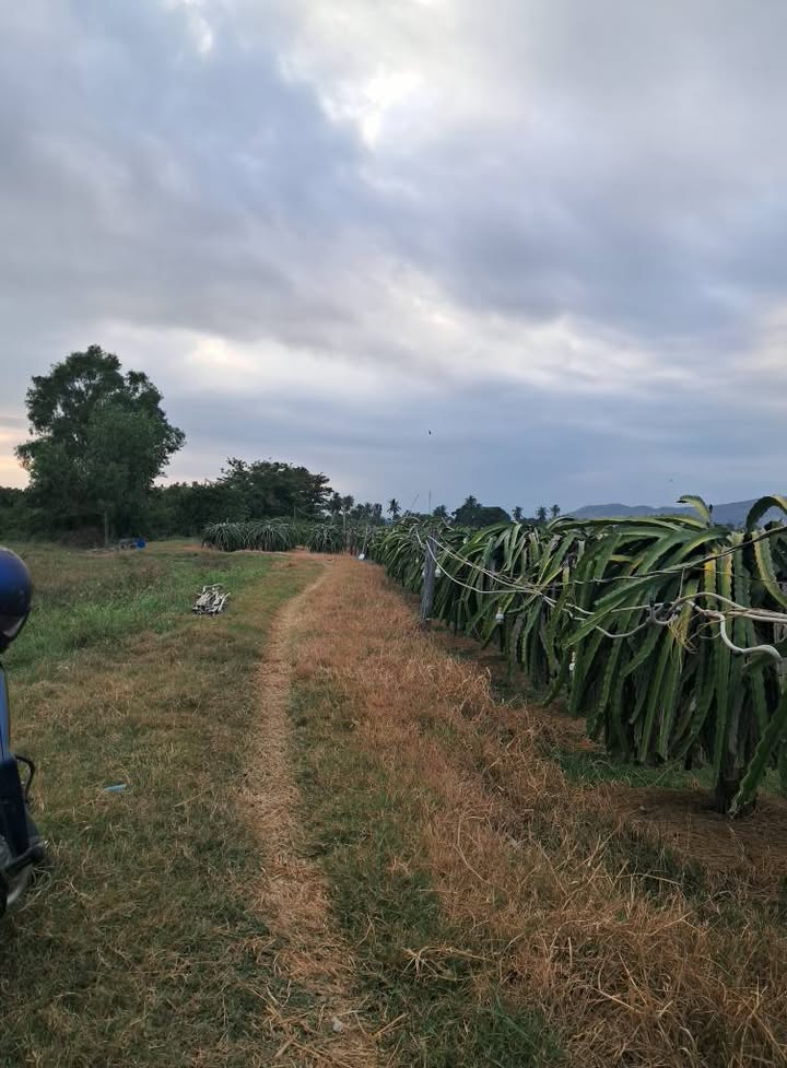 Đất nông nghiệp 3 sào tại Hồng Sơn, Bình Thuận giá 490 triệu - Cơ hội đầu tư tiềm năng!