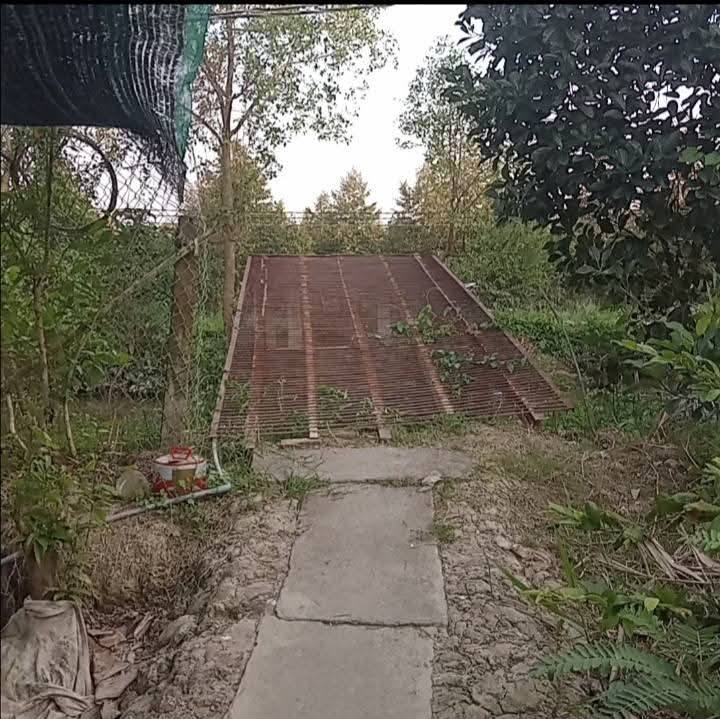 Farm 6 công sầu riêng tháng 10 tại Đồng Tháp - Đất màu mỡ, tiện nghi đầy đủ!