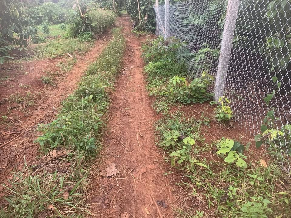 Lô đất nông nghiệp 4ha tại buôn Trấp, Đắk Lắk - Giá chỉ 1.55 tỷ