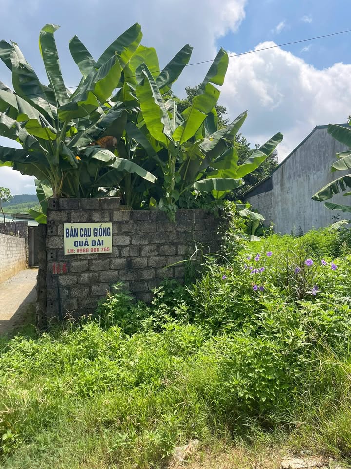 Đất nền Cẩm Châu, Cẩm Thủy 180m² - Đầu tư sinh lời ngay tại trung tâm!