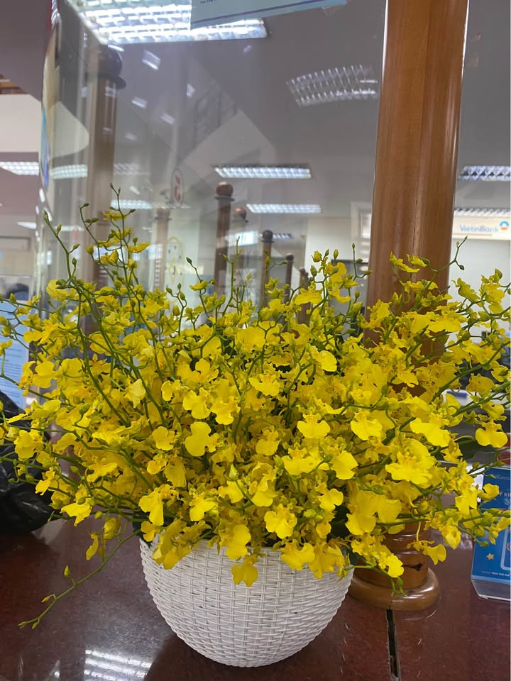 Đất ở Nguyễn Bình, Phường Hội Phú 310m² giá chỉ 300 triệu - Cơ hội đầu tư tuyệt vời!