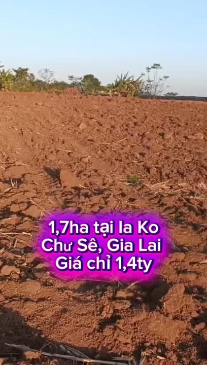 Đất Farm 1,7ha tại Ia Ko, Chư Sê, Gia Lai - Giá 1,4 tỷ, sổ hồng chính chủ!