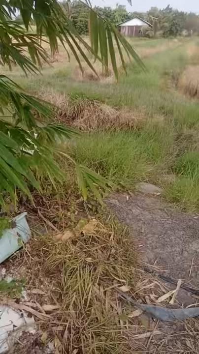 Đất lúa KP. Bình Nguyên 2, P. Gia Bình 5224m² giá 1.6 tỷ - Sẵn sàng lập vườn!