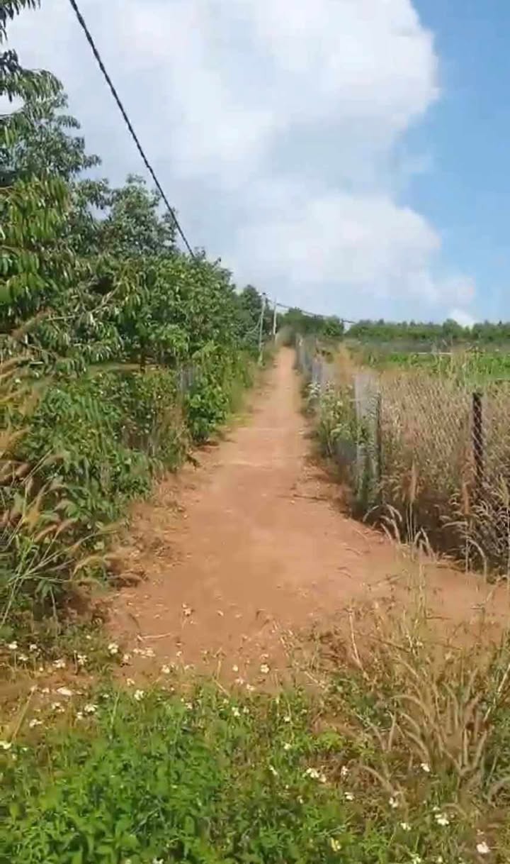 Farm 1,4ha vườn sầu riêng tại Hàng Gòn - Long Khánh chỉ 5,5 tỷ - Đầu tư sinh lời ngay!