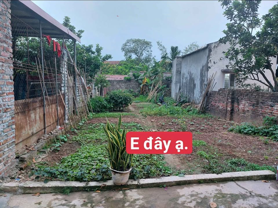 Đất thổ cư 116.6m² tại Triệu Việt Vương, Hưng Yên - Đầu tư tiềm năng sinh lời!