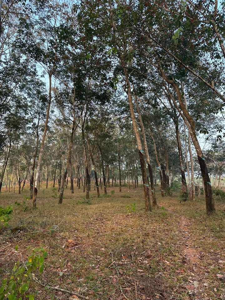 Đất Farm Phước Tín 12.000m² giá 1.5 tỷ - Đường nhựa chỉ 100m!