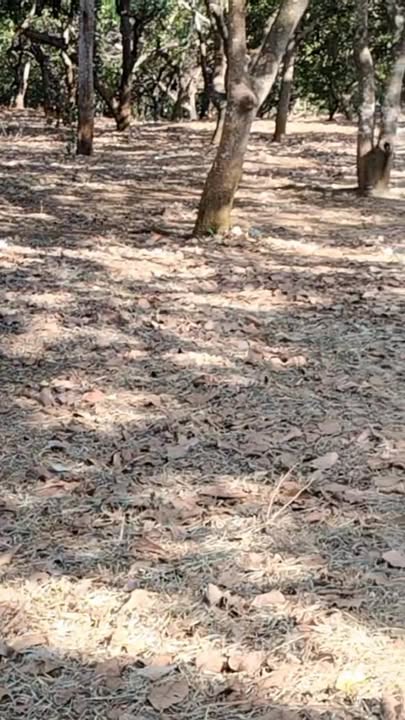 Đất nền 1,3ha tại Xã Bình Minh, Huyện Bù Đăng - Đất đẹp, thỏa thuận giá tốt!