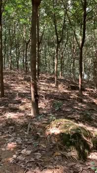 Đất cao su 1.3ha tại Phú Trung, Phú Riềng - Giá chỉ 1.75 tỷ, cơ hội đầu tư sinh lời!